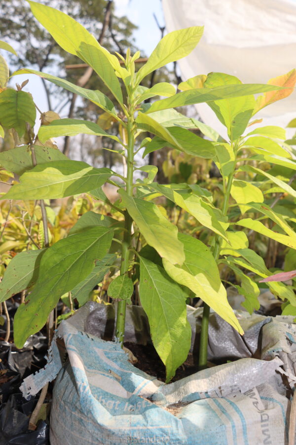 Avocado Seedlings For Sale