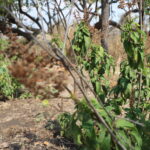 Herbs for sale in Harare