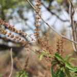 Herbs for sale in Harare