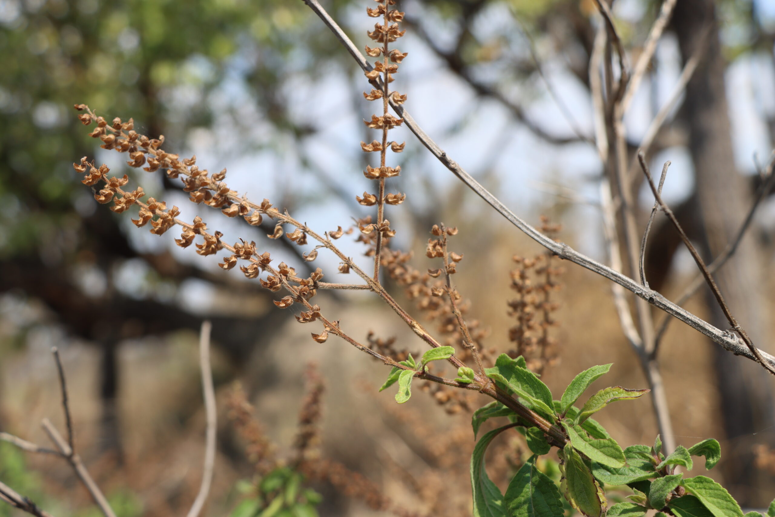 Herbs for sale in Harare