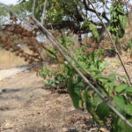 Herbs for sale in Harare