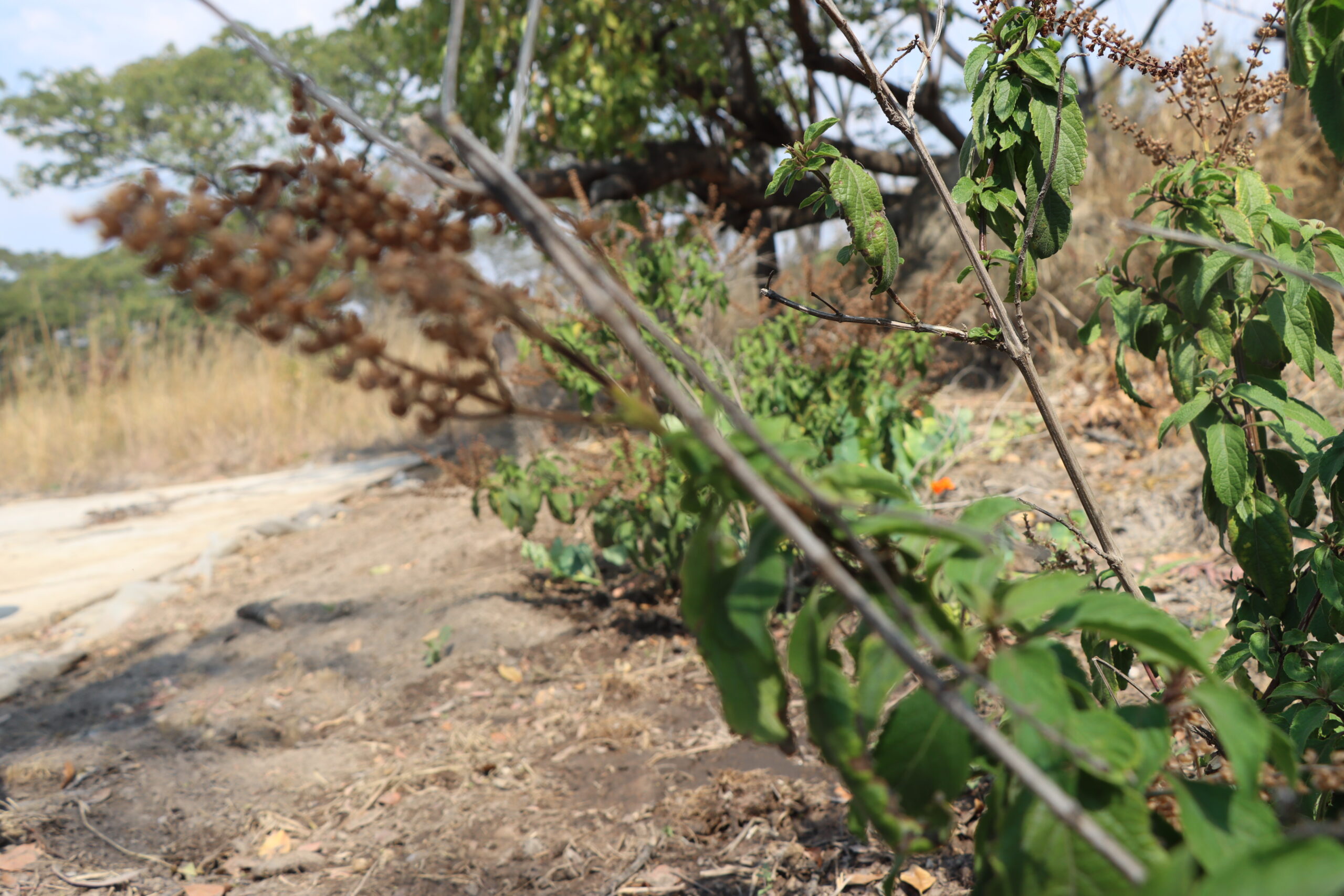 Herbs for sale in Harare