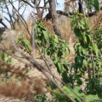 Herbs for sale in Harare