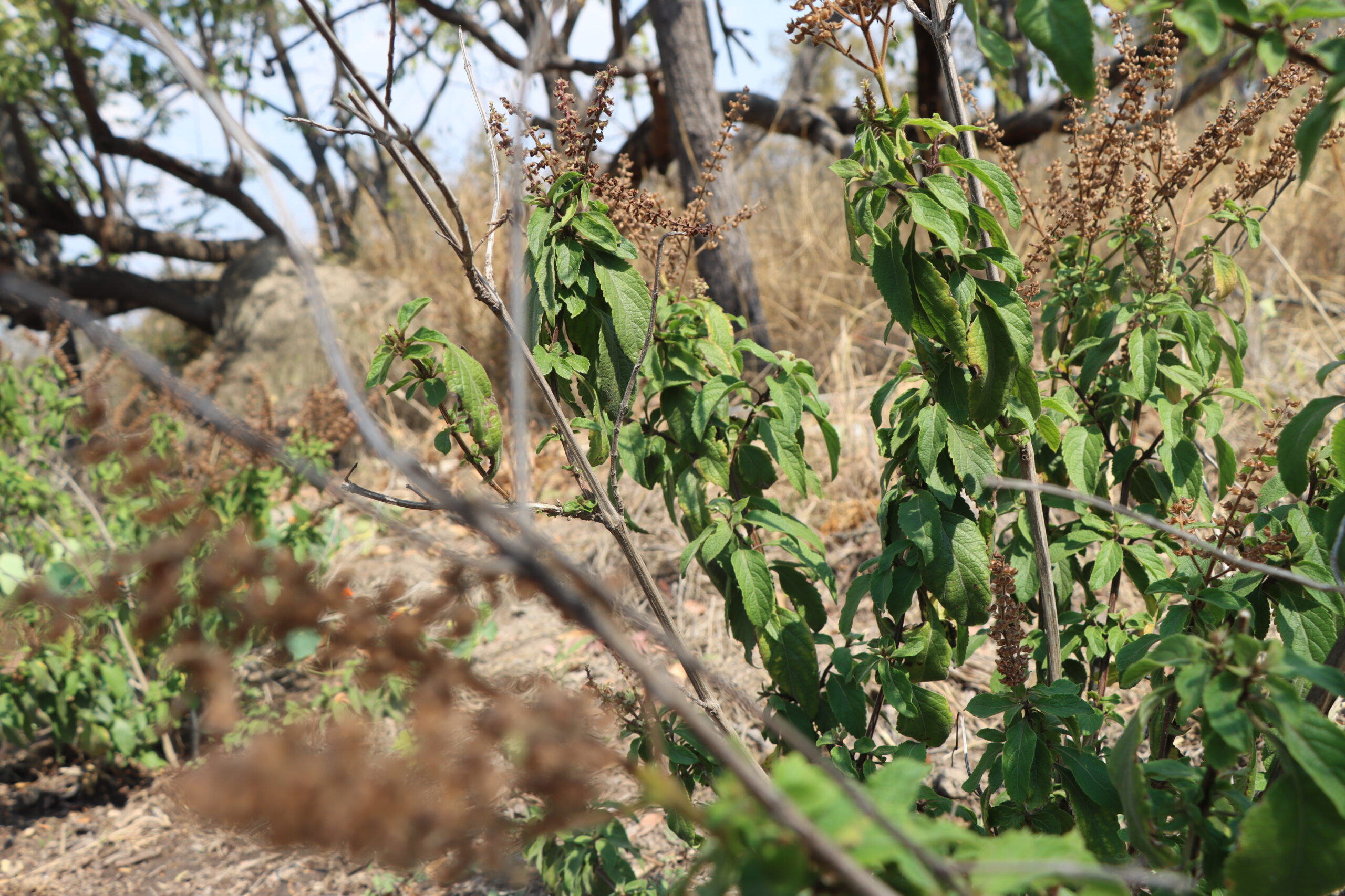 Herbs for sale in Harare