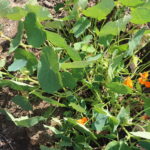 Herbs for sale in Harare