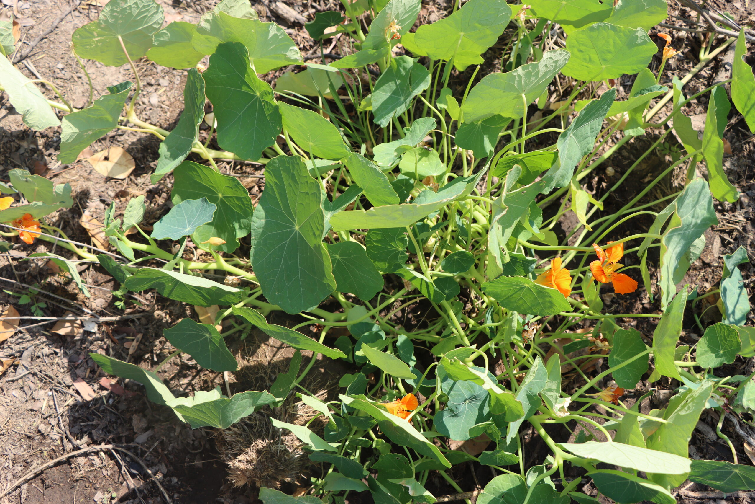 Herbs for sale in Harare