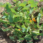 Herbs for sale in Harare