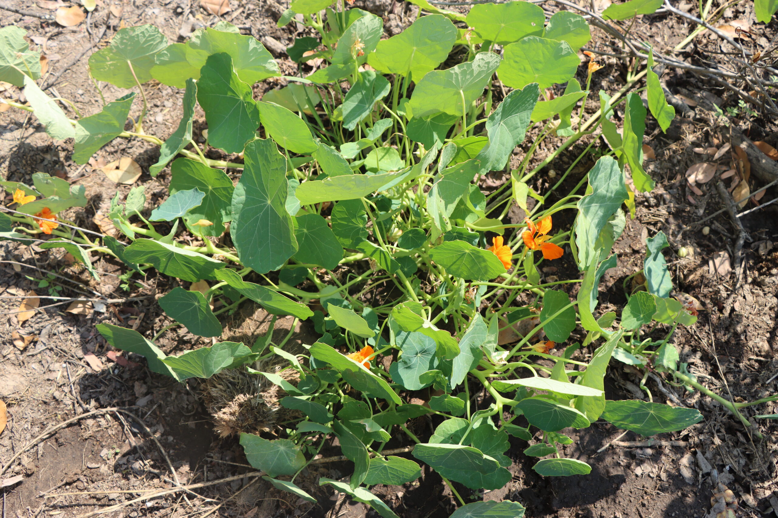 Herbs for sale in Harare