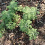 Herbs for sale in Harare