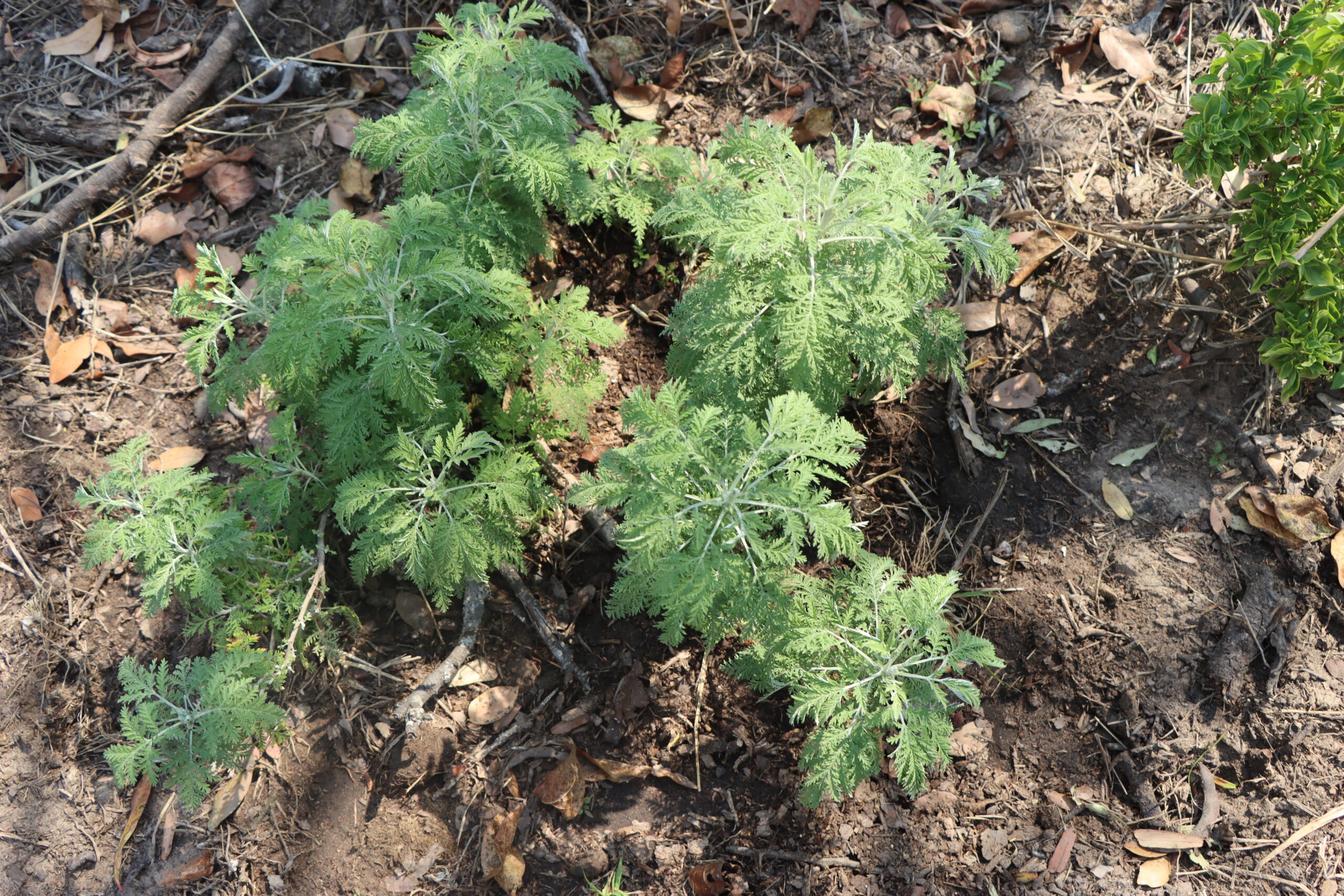 Herbs for sale in Harare