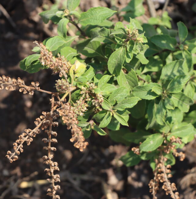 Herbs for sale