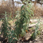 Herbs for sale in Harare