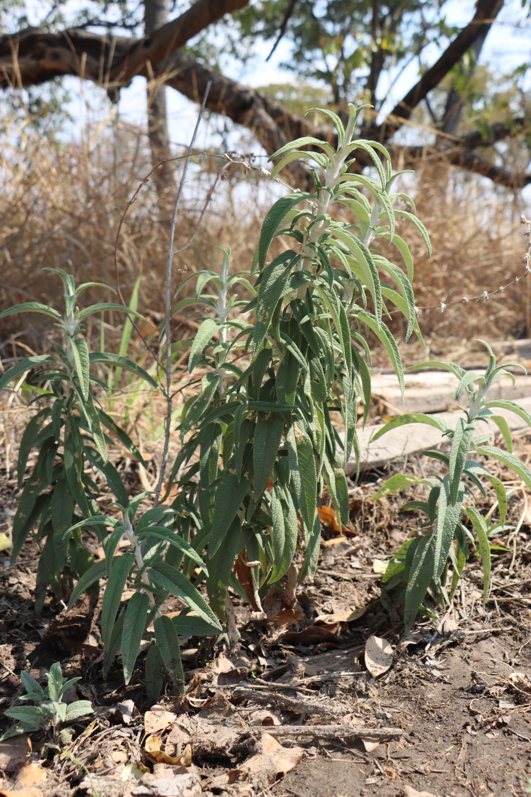 Herbs for sale in Harare