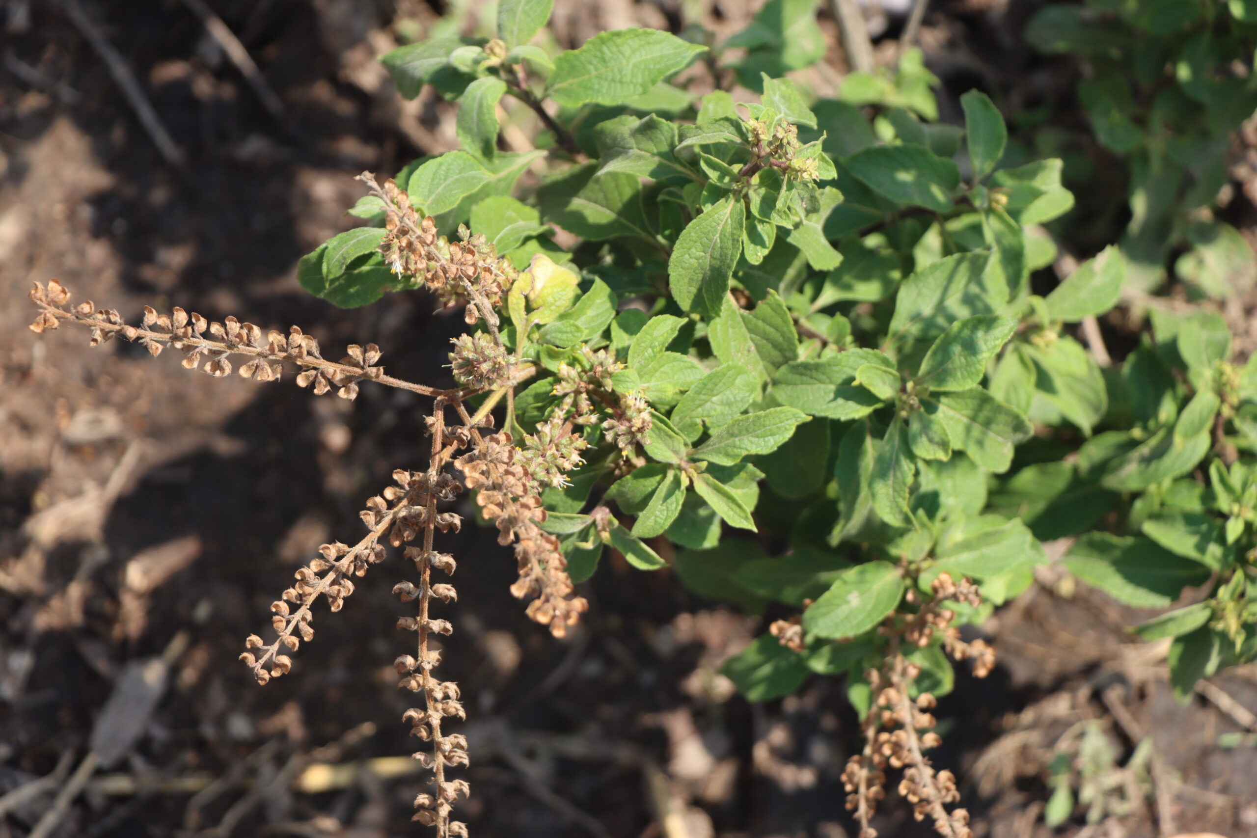 Herbs for sale in Harare