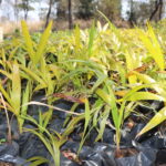 Palm Tree Seedlings For Sale