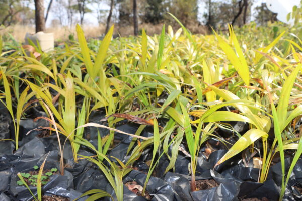 Palm Tree Seedlings For Sale