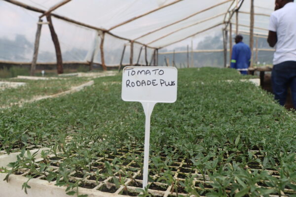 Tomato Rodade Plus Seedlings