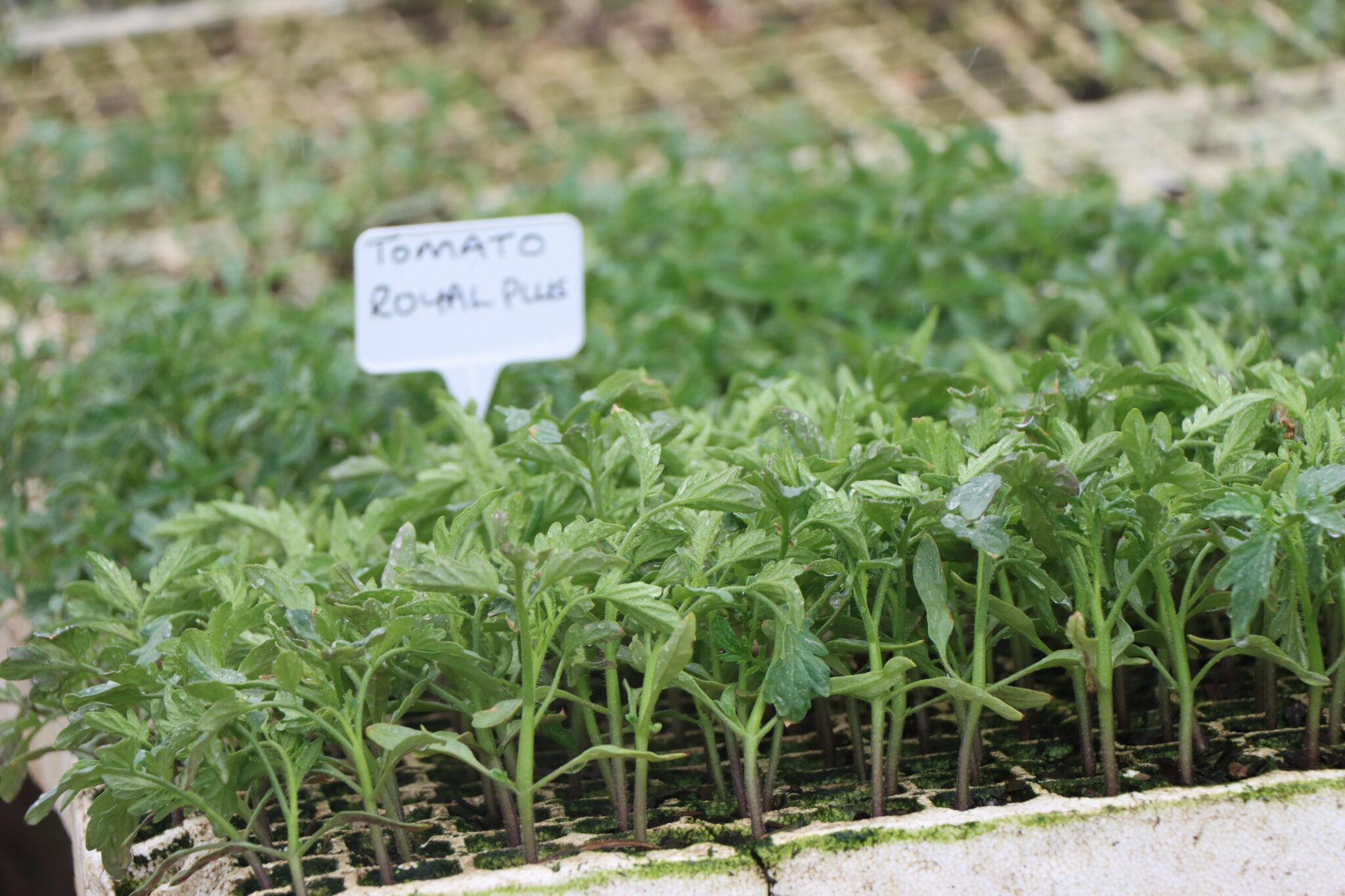 Tomato Royal Plus Seedlings - Perissos Brooks