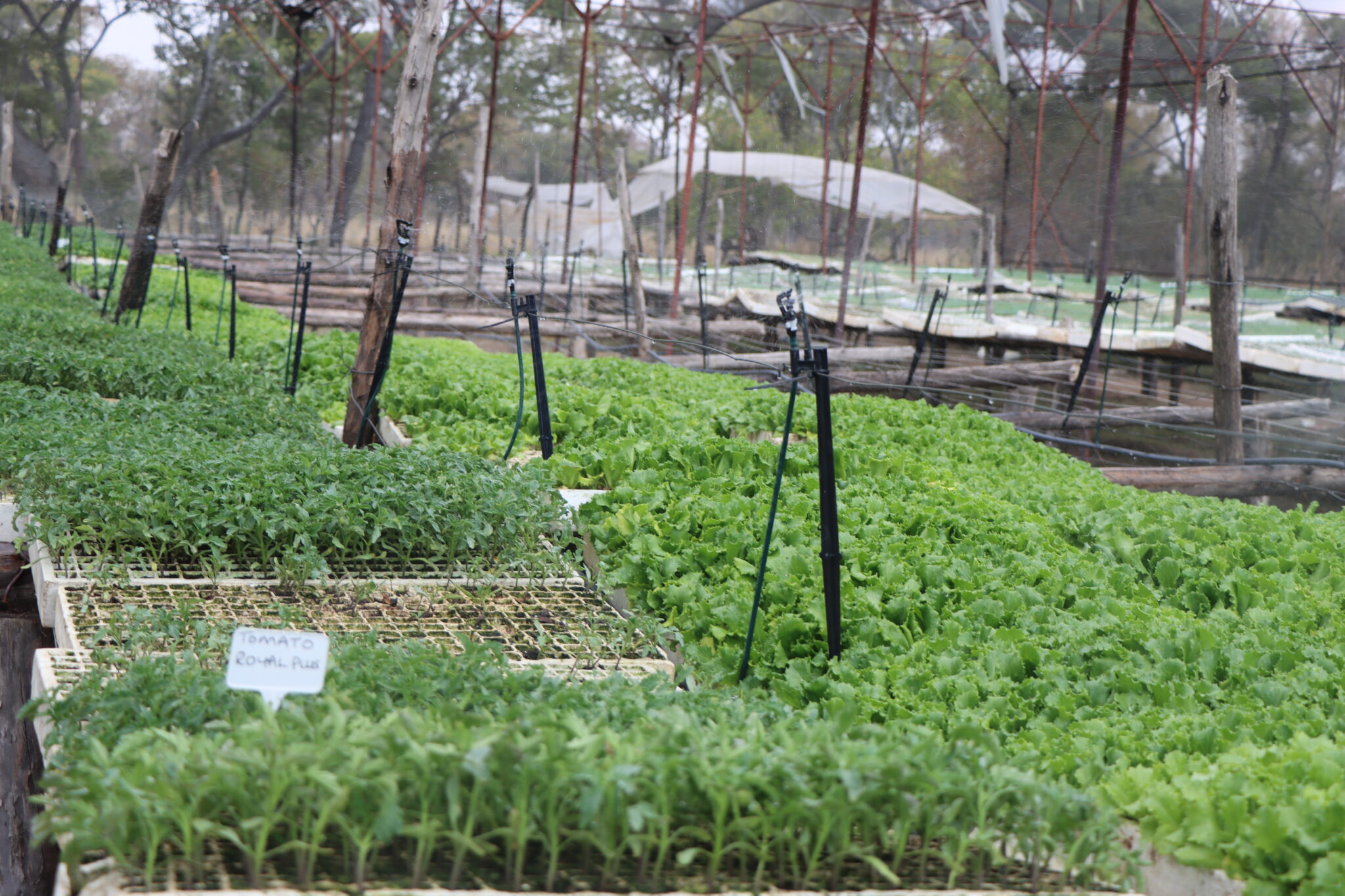 Tomato Royal Plus Seedlings - Perissos Brooks