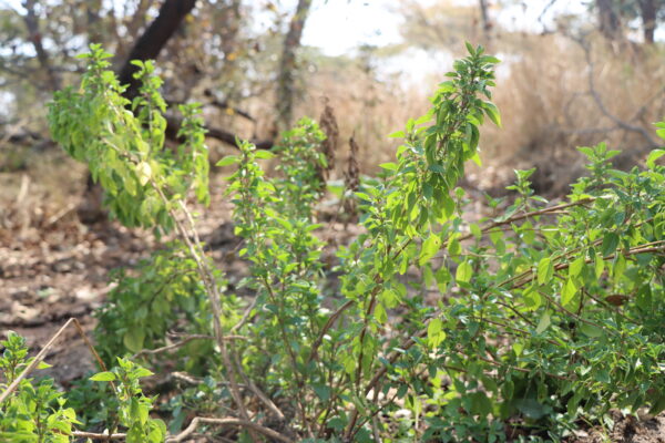 Herbs for sale in Harare