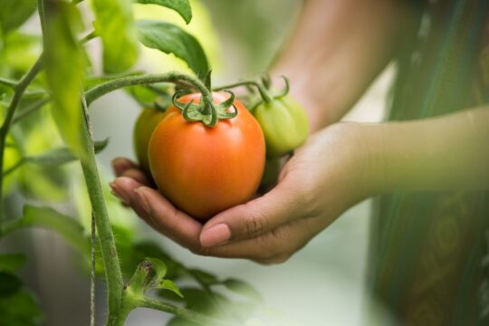 Tomatoes in Harare