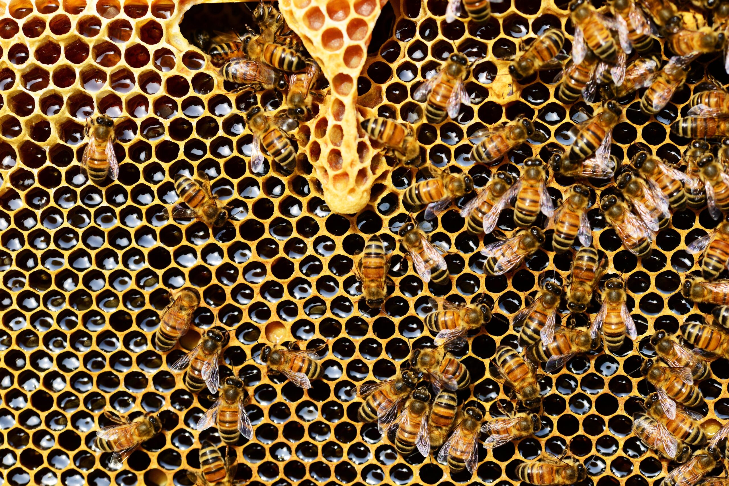 Pure unprocessed honey for sale in Zimbabwe