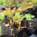 Avocado seedlings for sale in Harare