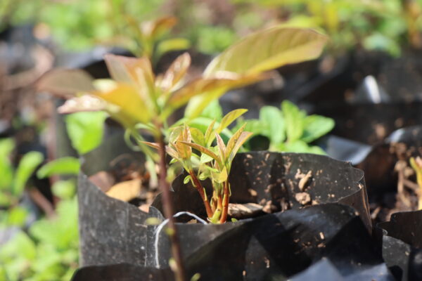 Avocado seedlings for sale in Harare