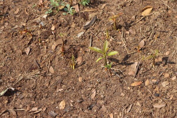 Avocado Seedlings for Sale