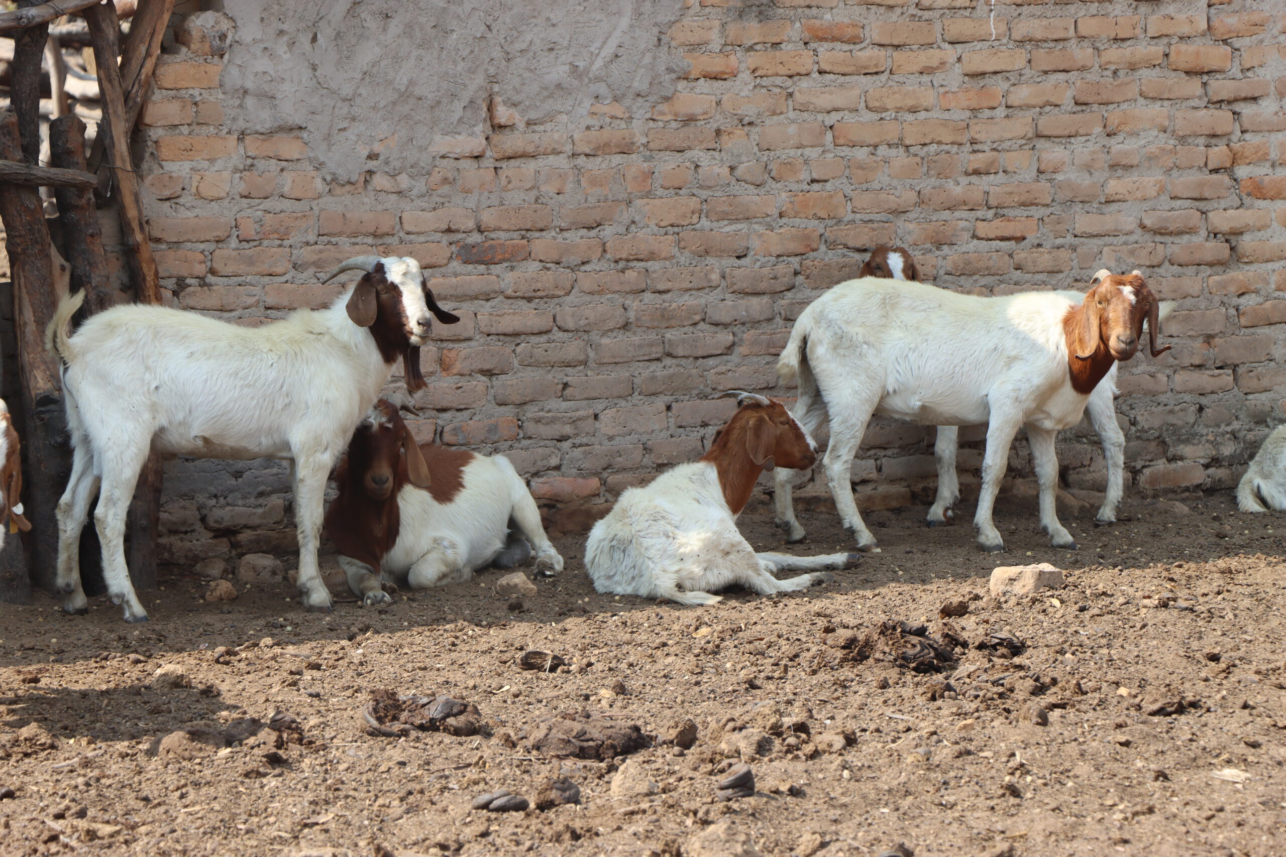 Boer Goats For Sale in Harare