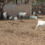 Boer Goats Price in Zimbabwe