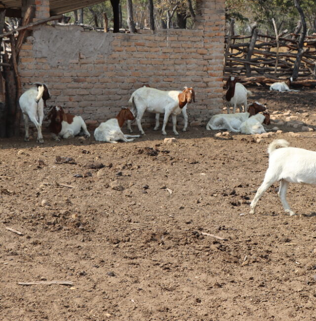 Boer goats