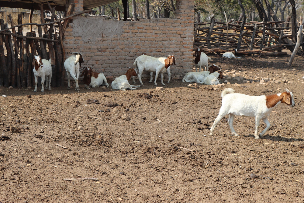 Boer Goats Price in Zimbabwe