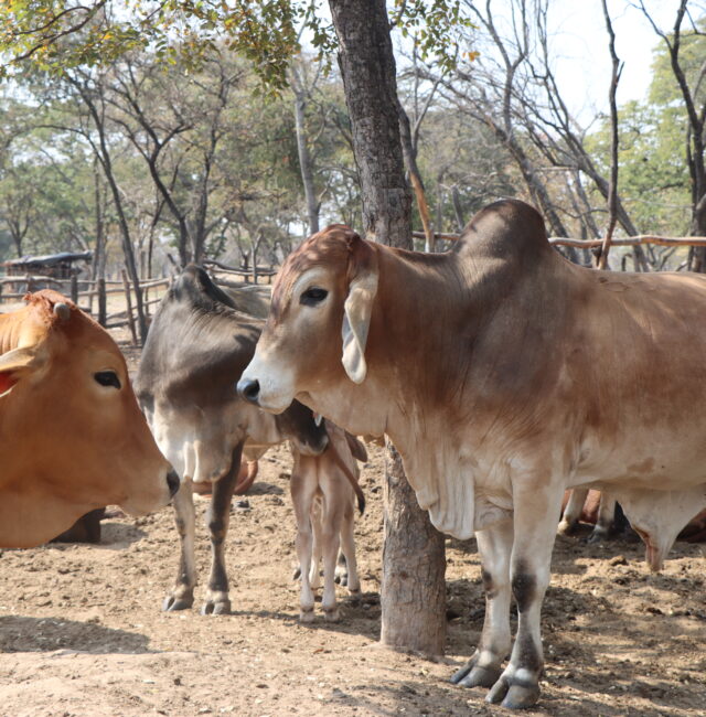 Perissos Livestock