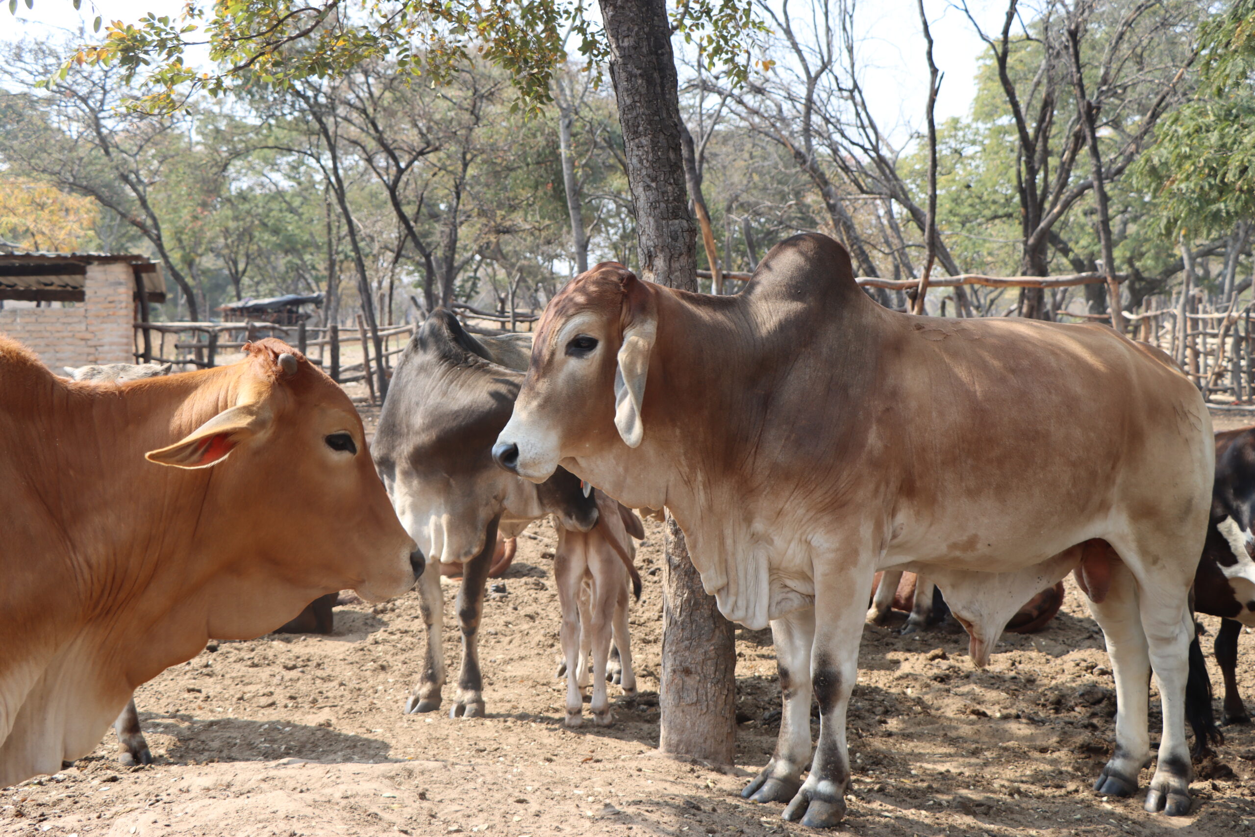 Perissos Livestock