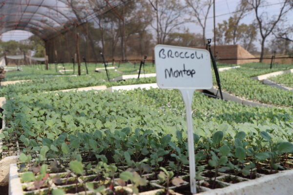 Broccoli Montop Seedlings for Sale