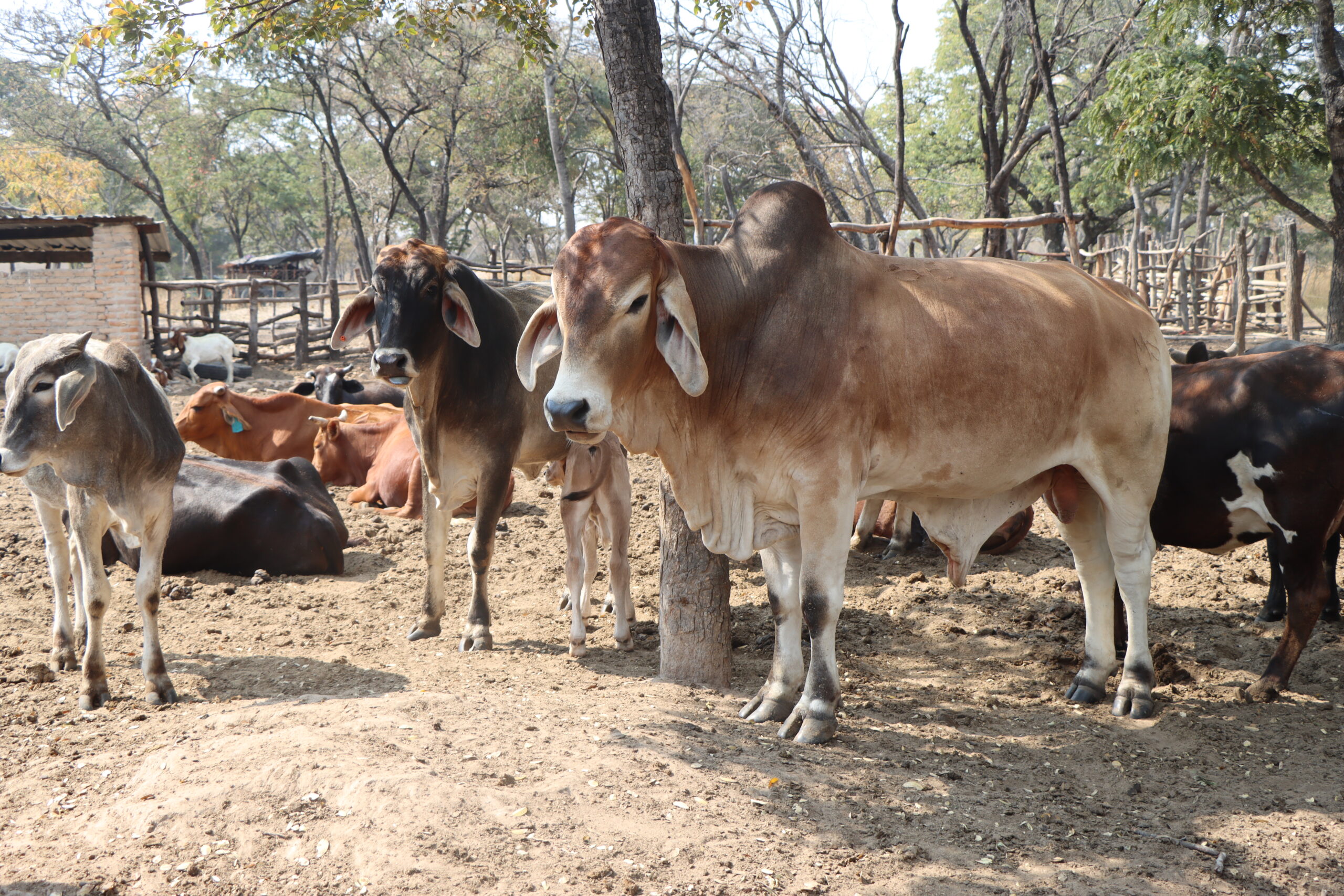 Bulls for sale in Harare