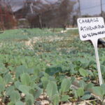 Cabbage Athena Plus 65-75 Days Maturity