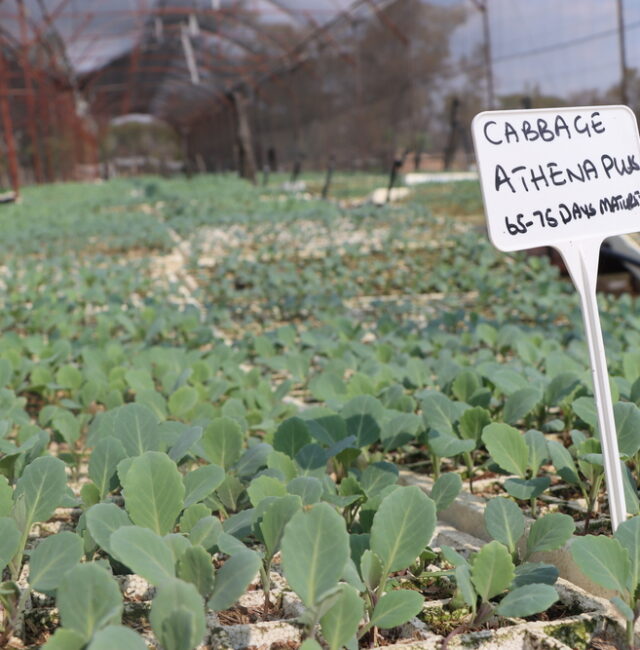 Cabbage Athena Plus Seedlings 