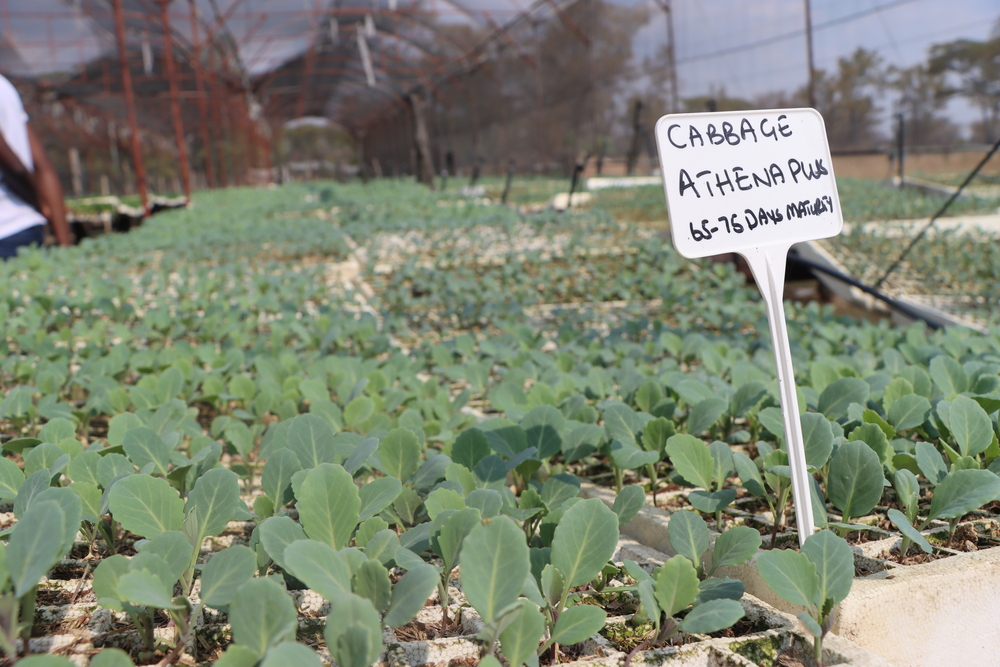 Cabbage Athena Plus Seedlings 