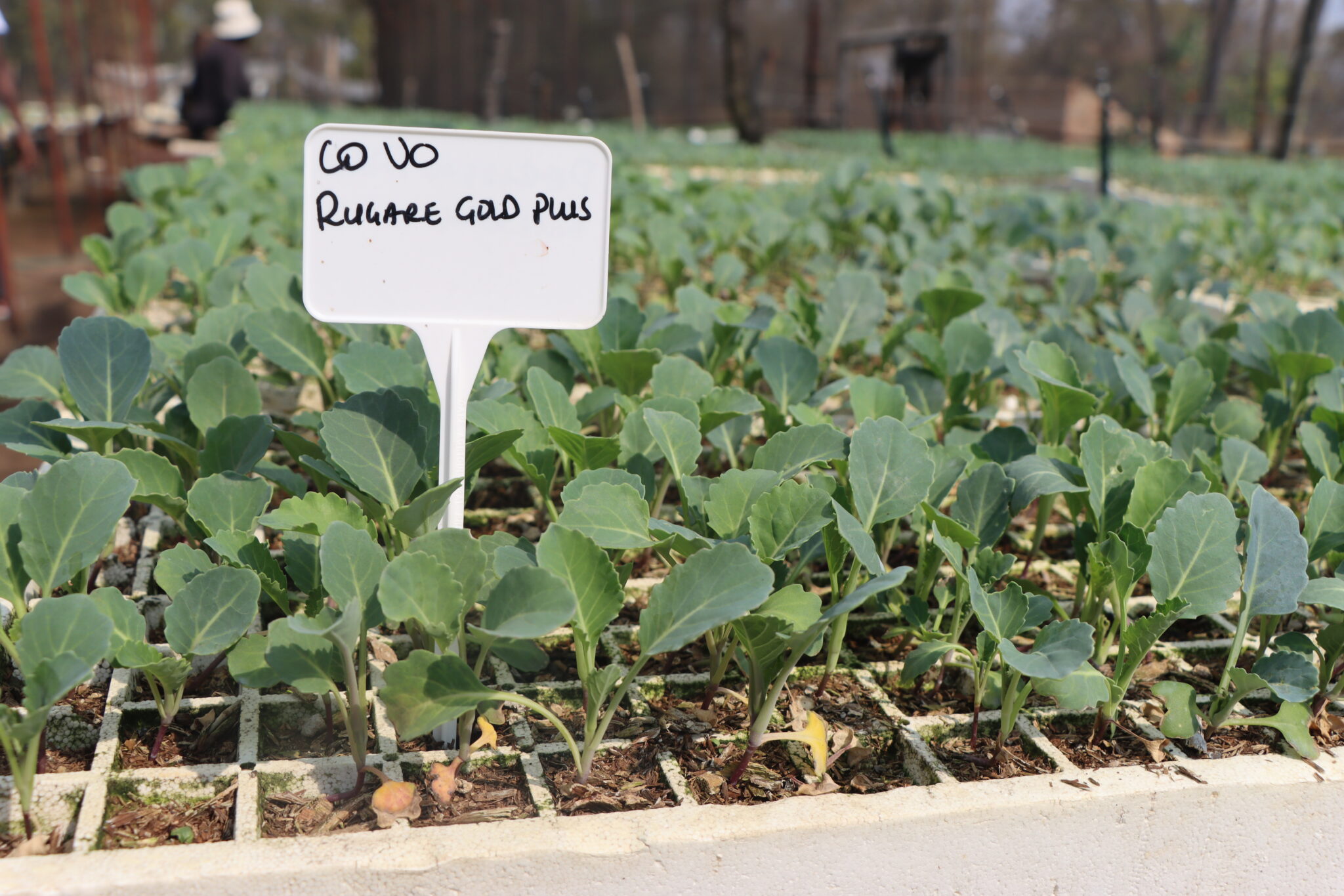 Covo farming in zimbabwe Perissos Brooks