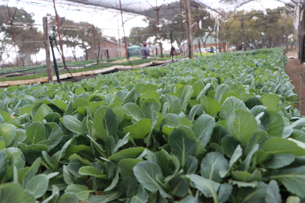 Covo Seedlings for Sale in Harare