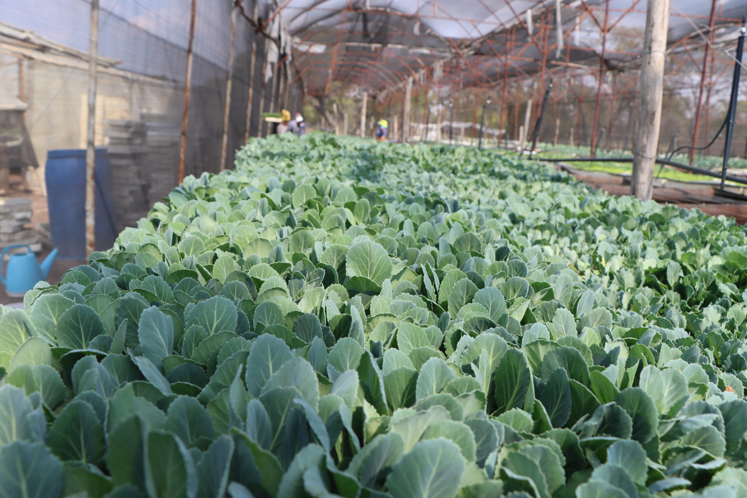 Covo seedlings for sale in Harare