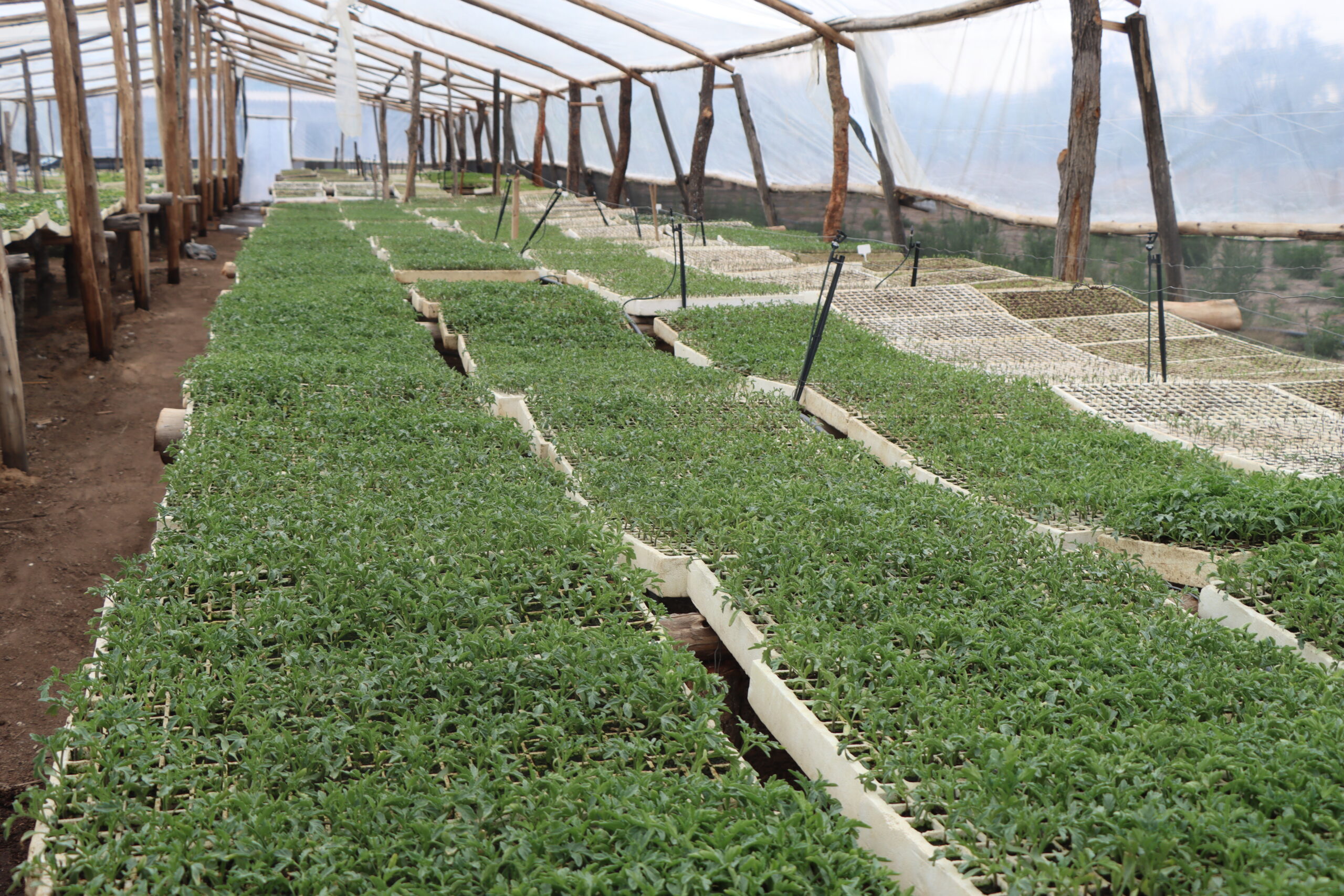 Tomato seedlings in Harare